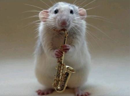 rat jazz